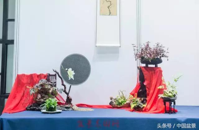 哪些野草适合微型盆景,小品盆景和微型盆景有区别吗