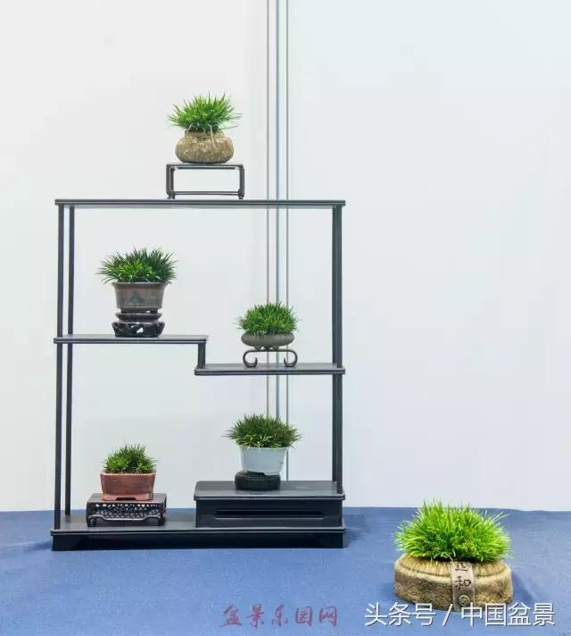 哪些野草适合微型盆景,小品盆景和微型盆景有区别吗