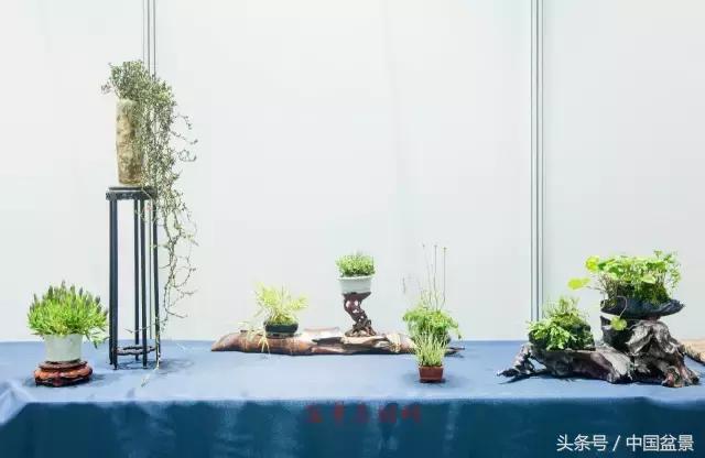 哪些野草适合微型盆景,小品盆景和微型盆景有区别吗