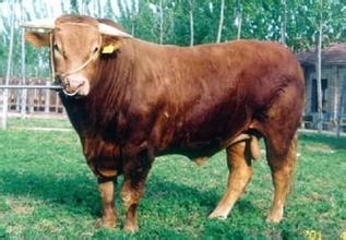 国内有哪些较好的牛品种,国外牛的品种有哪些