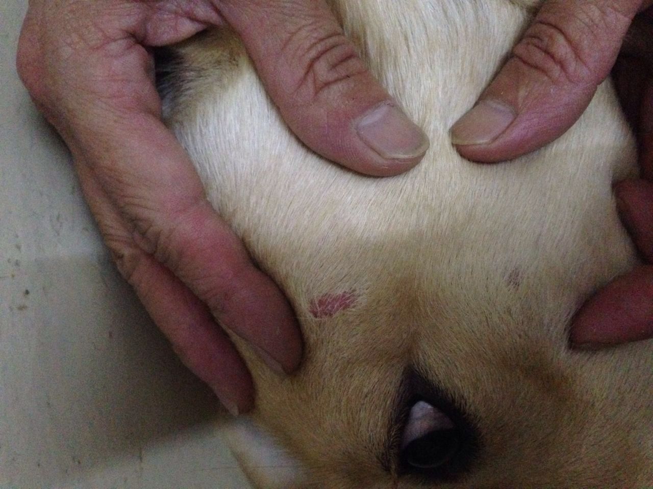 令人苦恼的皮肤病,狗狗皮肤病太闹心