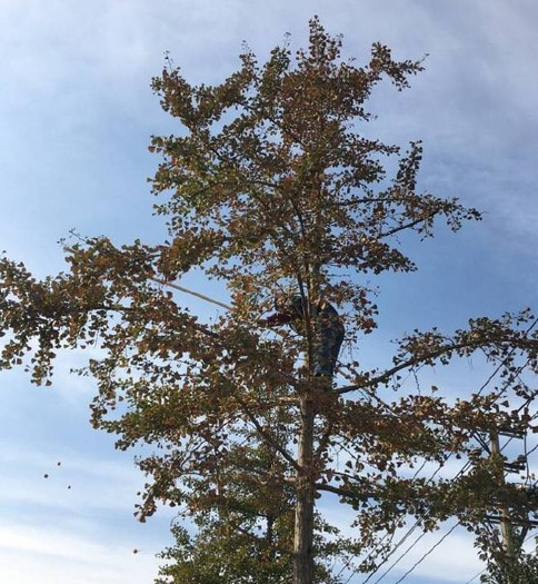 厉害了我的姐！大连一女子爬大树摘银杏果竟可治遗精