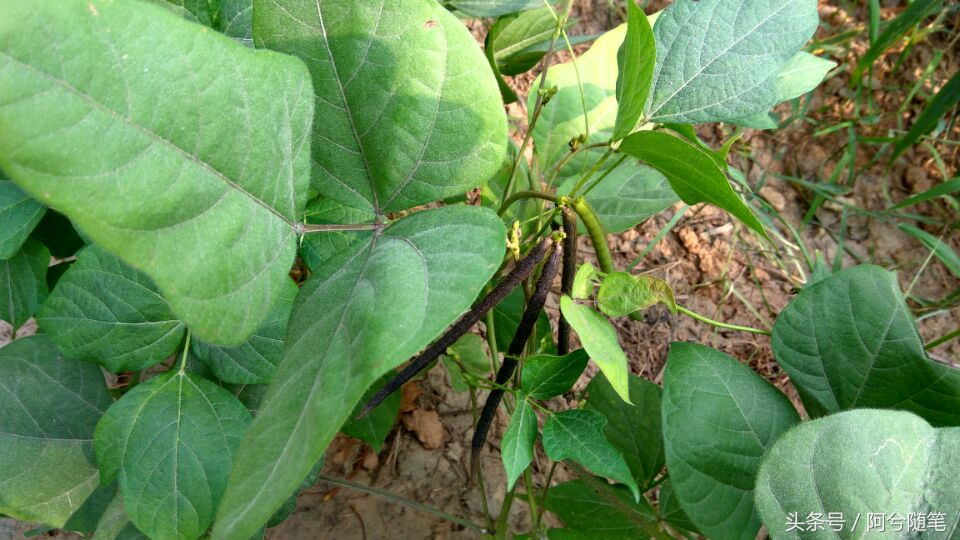 农业再发达,绿豆也要人工采摘,为啥呢?|阿兮随笔