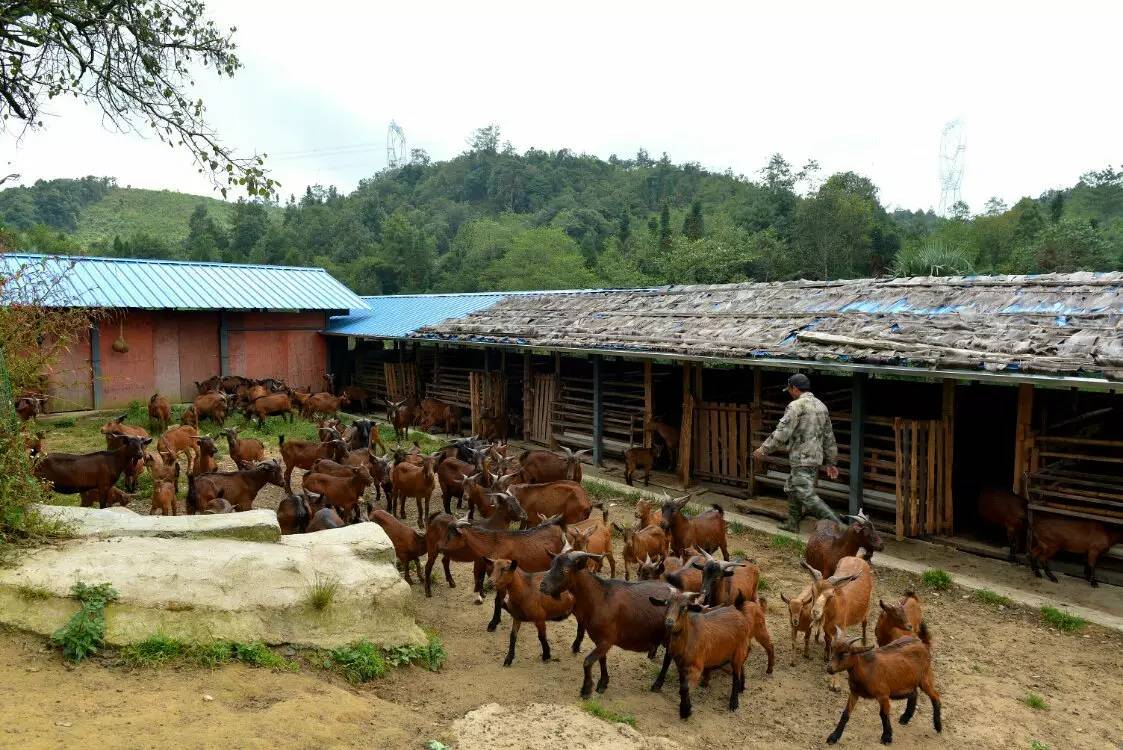 养鸡养羊还养生,德宏的这个地方,去了就不想走了!