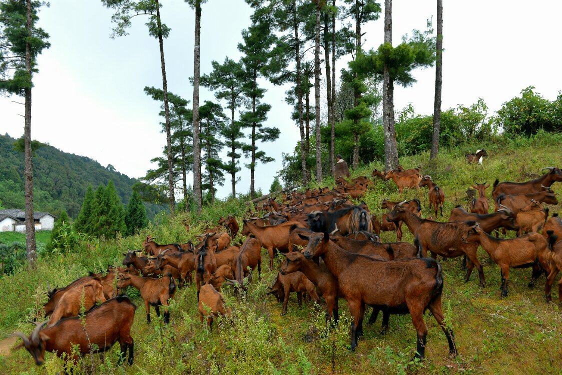 养鸡养羊还养生,德宏的这个地方,去了就不想走了!