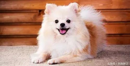 狗狗在家就可以做的体检方法!