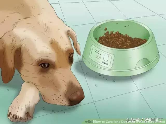 狗狗在家就可以做的体检方法!