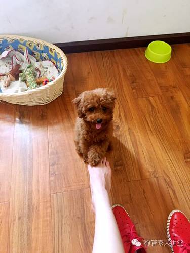 ​这只狗，改变了我的生活，所谓养狗，不就是这么简单的快乐吗？