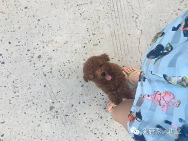 ​这只狗，改变了我的生活，所谓养狗，不就是这么简单的快乐吗？