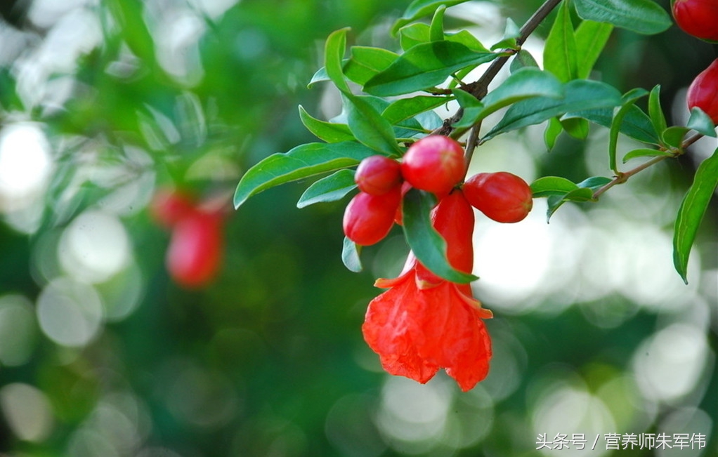 没想到吃石榴竟然有这么多的好处,石榴多吃有什么作用