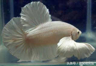 泰国斗鱼有多吸引人,泰国斗鱼动来动去