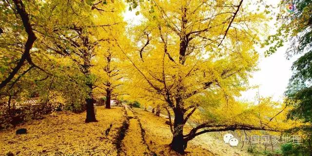 寻找一抹秋色,寻找不一样的质感