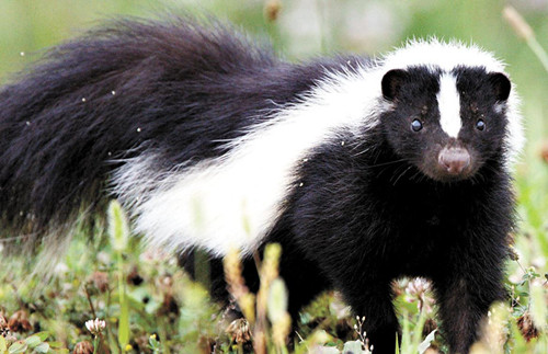 美加州华人住宅屡遭臭鼬入侵专家支招“除臭”