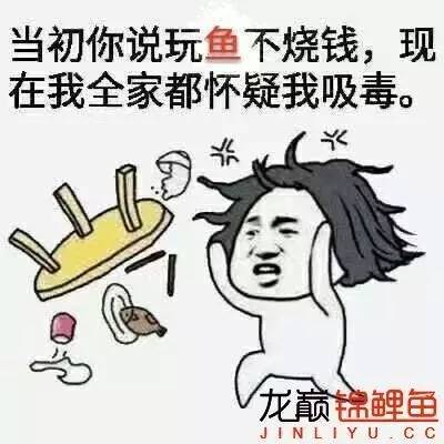 我的锦鲤梦,一直在坚持!