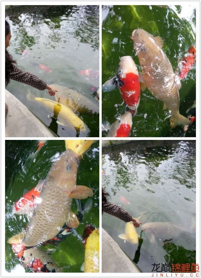 我的锦鲤梦,一直在坚持!