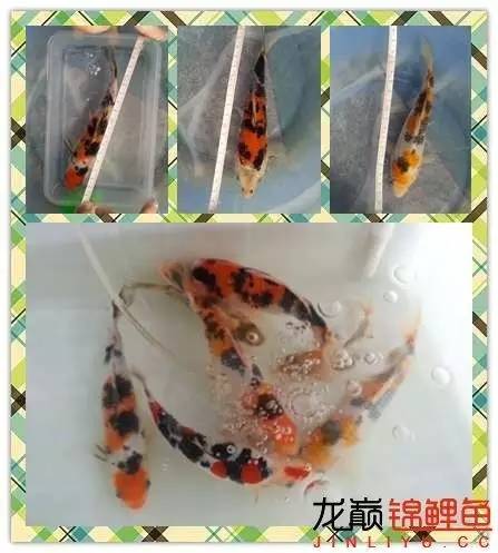 我的锦鲤梦,一直在坚持!