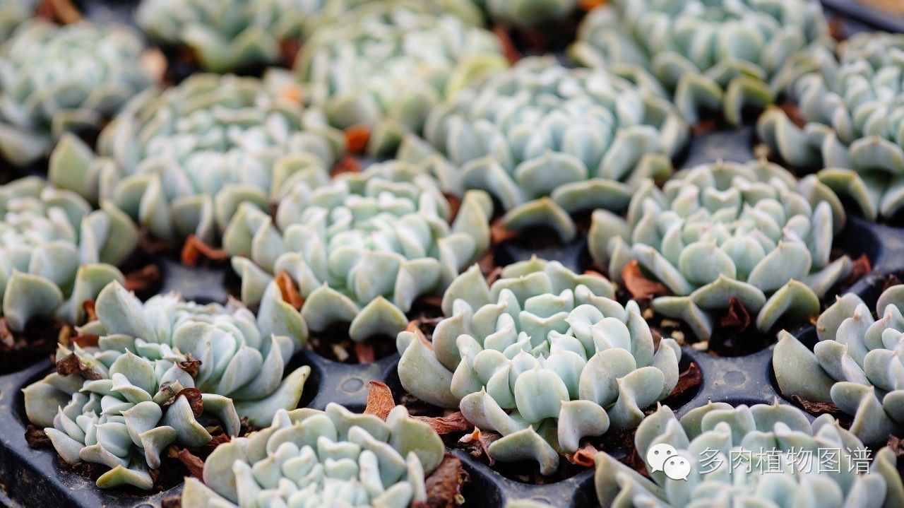 暴雨后露养的多肉土壤湿透,暴雨后多肉泡水