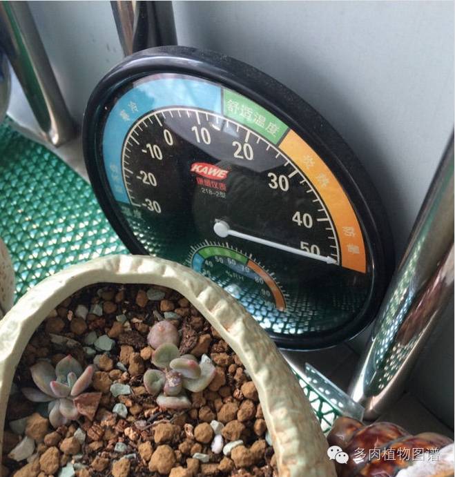 暴雨后露养的多肉土壤湿透,暴雨后多肉泡水