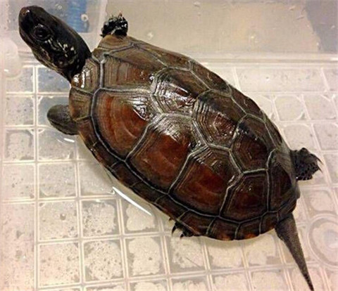 乌龟冻了24小时还能活吗,乌龟被冻成冰块幽默说说