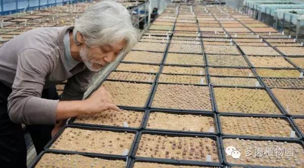 边走边看日本番杏之王DTさん多肉大棚