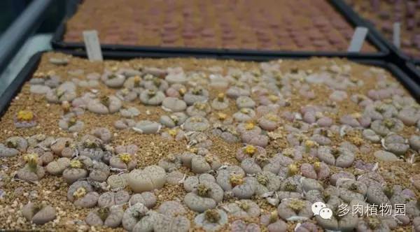 边走边看日本番杏之王DTさん多肉大棚