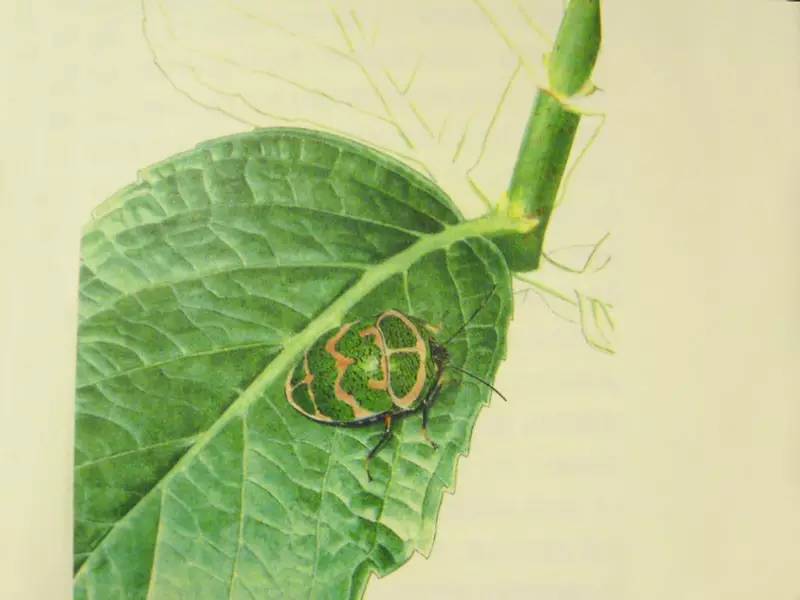 要眼明心细才能看见来自一只飞蝶的美，才能看见你的童年