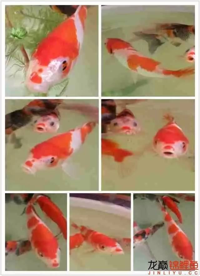 我的锦鲤梦,一直在坚持!