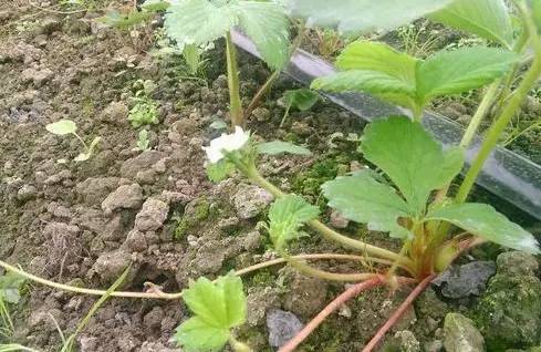 红颜草莓花芽分化温度,草莓花芽分化药何时用