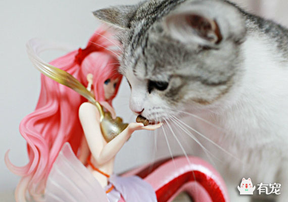 猫咪抑郁症再养个猫陪它 (猫咪抑郁症什么表现)