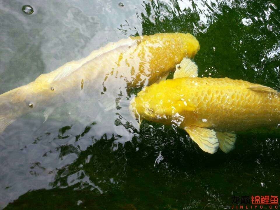 我的锦鲤梦,一直在坚持!
