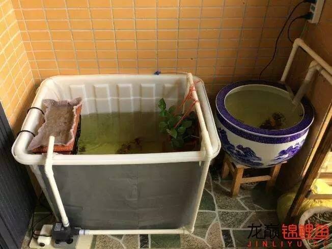 我的锦鲤梦,一直在坚持!