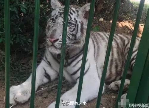 西安最火爆的餐饮项目,西安最火的餐饮生意