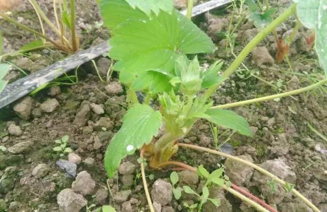 红颜草莓花芽分化温度,草莓花芽分化药何时用