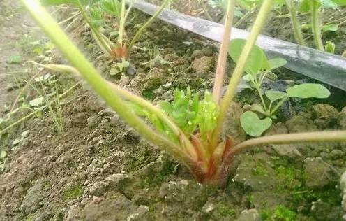 红颜草莓花芽分化温度,草莓花芽分化药何时用