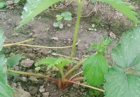 红颜草莓花芽分化温度,草莓花芽分化药何时用