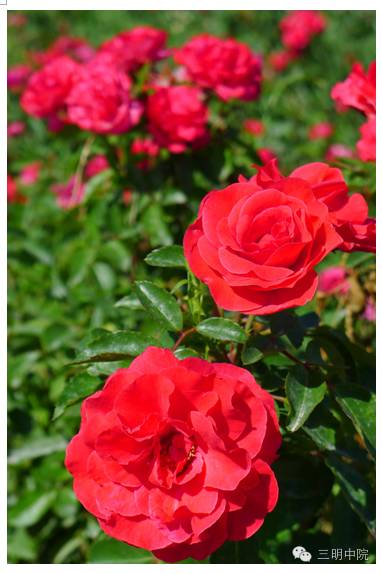 疆域风情玛纳斯,玛纳斯冰雪风情旅游季