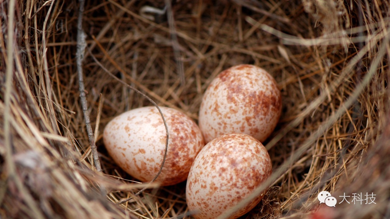 蛋壳里的世界,蛋壳的奇妙旅行