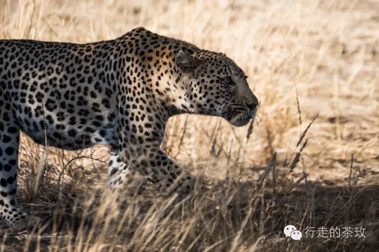 约伴自驾新疆,约伴出行西藏旅游