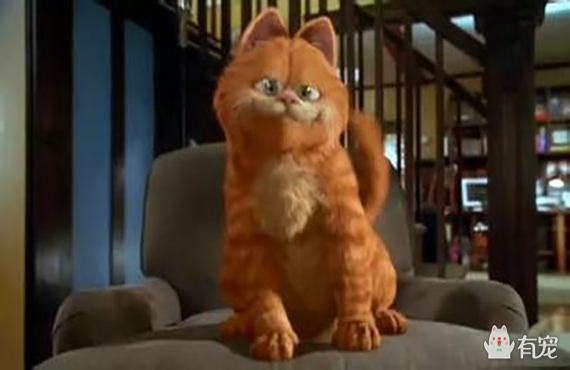 如果你是加菲,你会问吗?