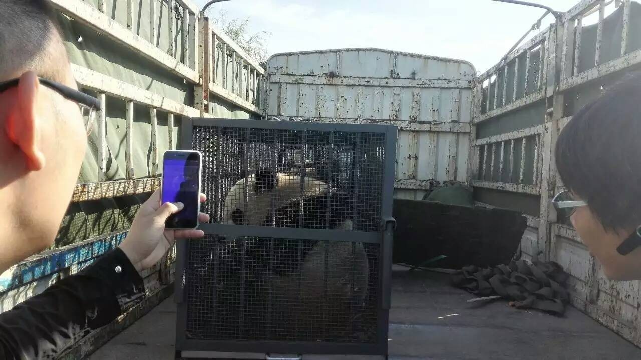 大熊猫贤贤简介,皓月和贤贤大熊猫