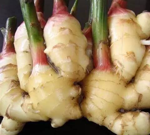 常州一媳妇把用剩的姜块埋在泥土里，一个月后奇迹发生了！