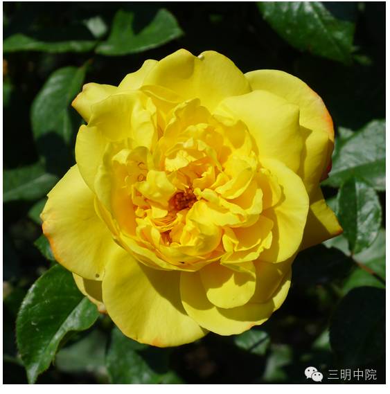 疆域风情玛纳斯,玛纳斯冰雪风情旅游季