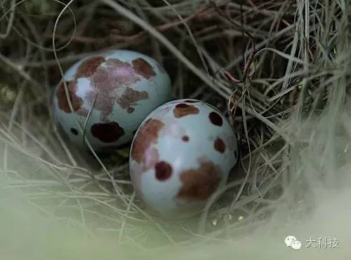 蛋壳里的世界,蛋壳的奇妙旅行