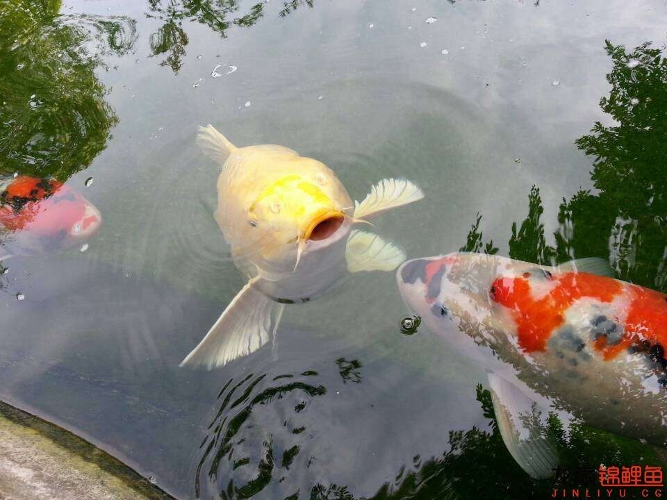 我的锦鲤梦,一直在坚持!