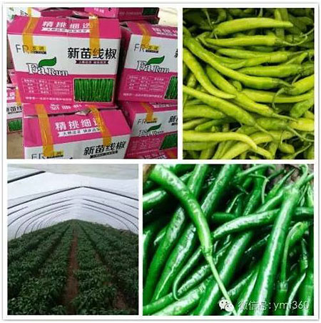 一个秋天能卖上千万元辣椒这个女代办比男人还牛