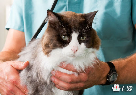 猫咪抑郁症再养个猫陪它 (猫咪抑郁症什么表现)