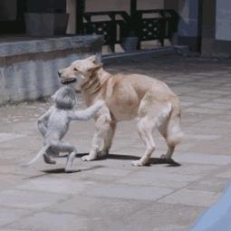 没想到你是这样的神狐小七!《青云志》灵(萌)兽(宠)大合集