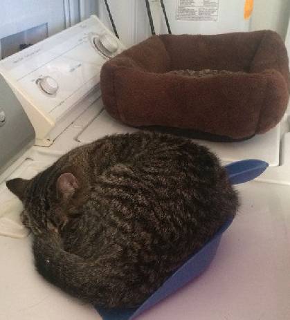 李易峰杨颖拿的什么奖,百花奖angelababy李易峰