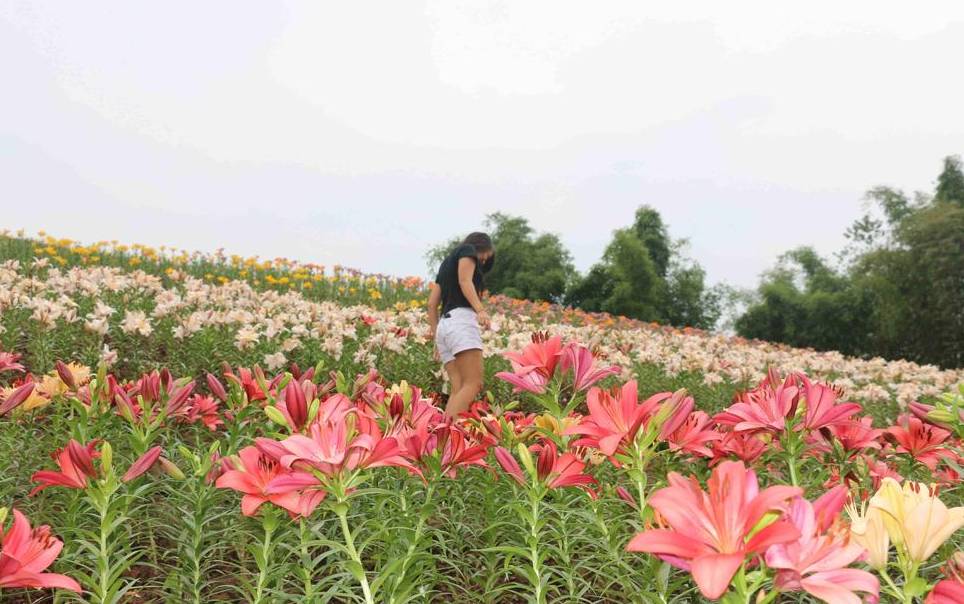 2020年重庆国庆期间景区排名 (重庆国庆期间景区推荐)