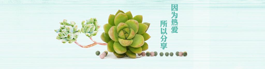 多肉虫害各种图解,多肉各种病虫害对照图